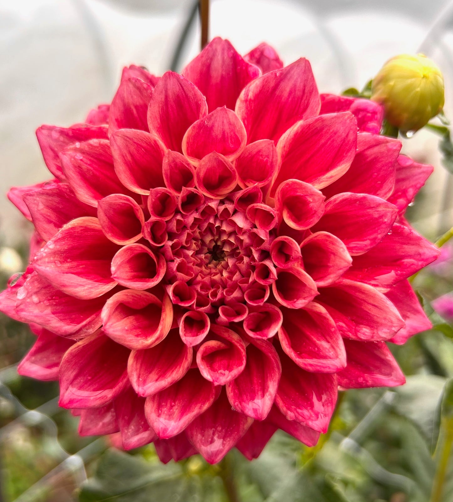 Winkie Rhubarb - Dahlia Tuber