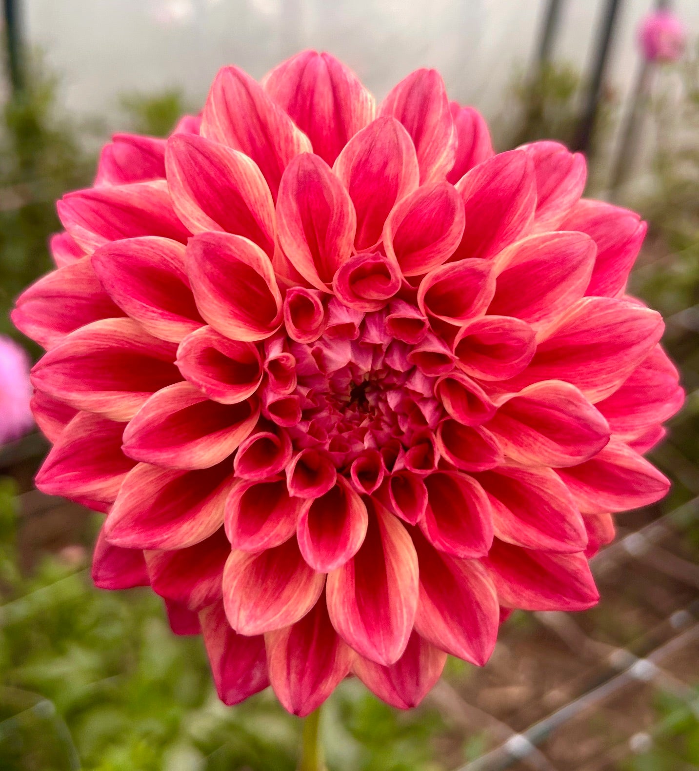 Winkie Rhubarb - Dahlia Tuber