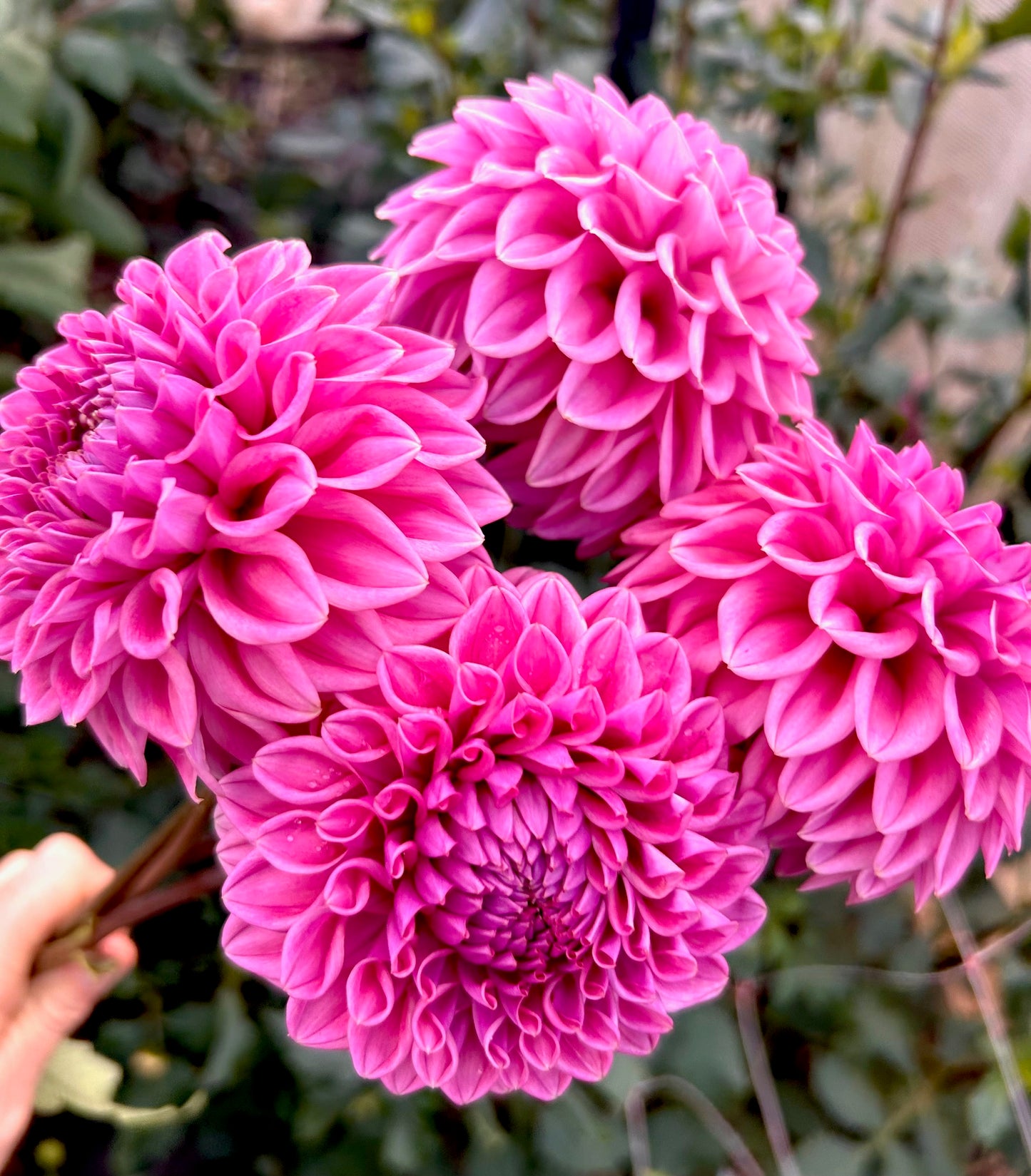 Winkie Truffle - Dahlia Tuber
