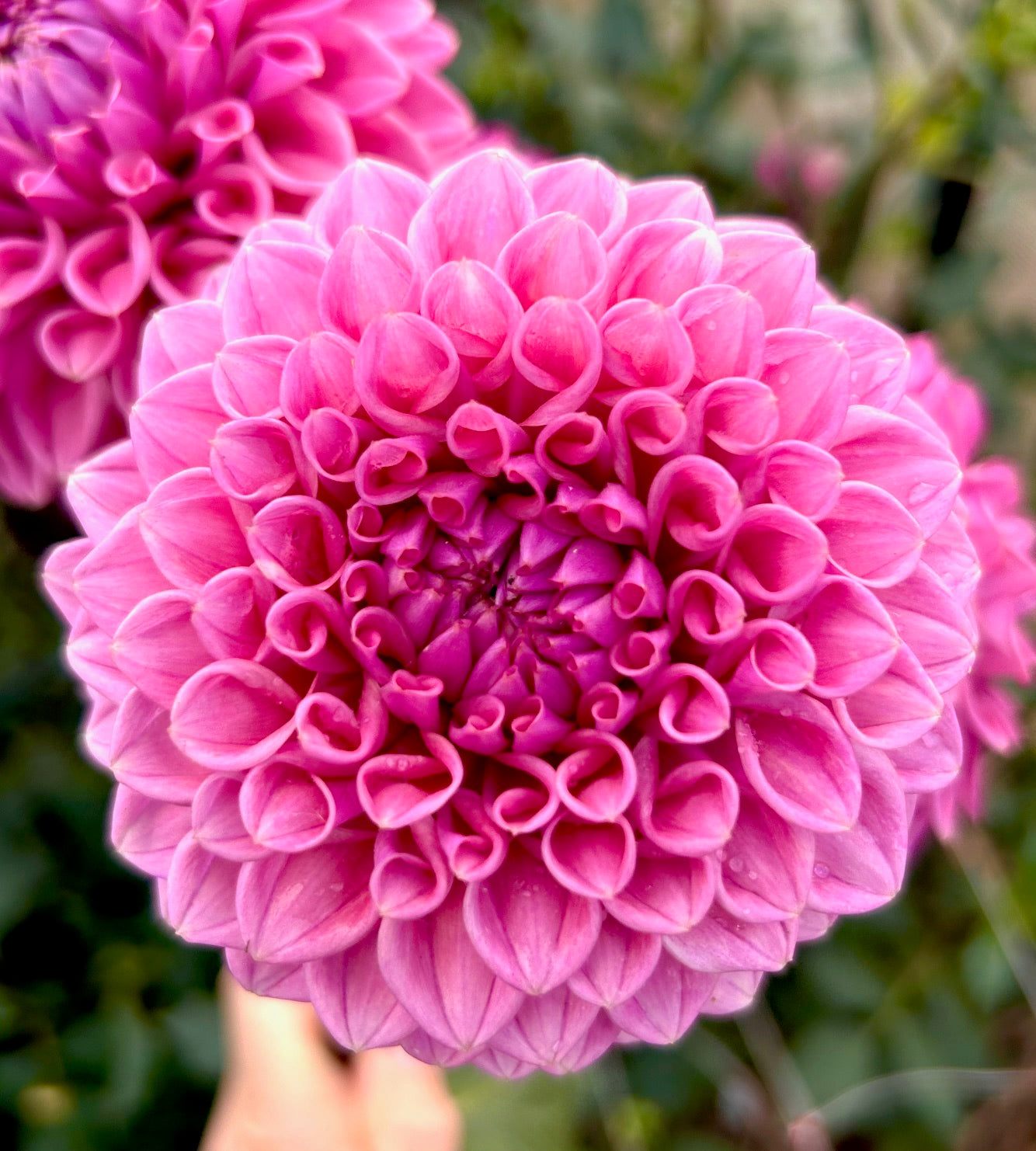 Winkie Truffle - Dahlia Tuber