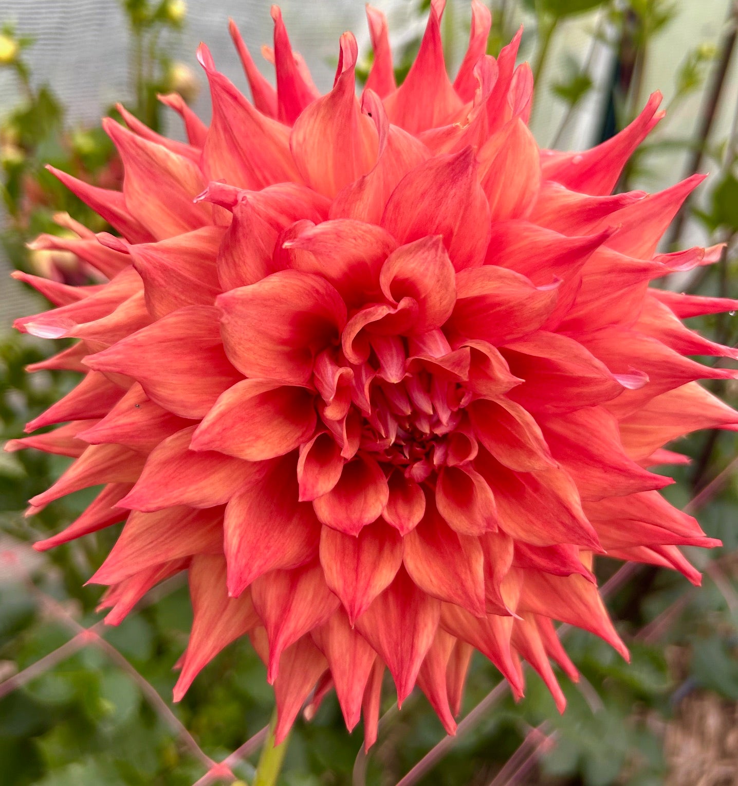 Zanzu Warrior - Dahlia Tuber