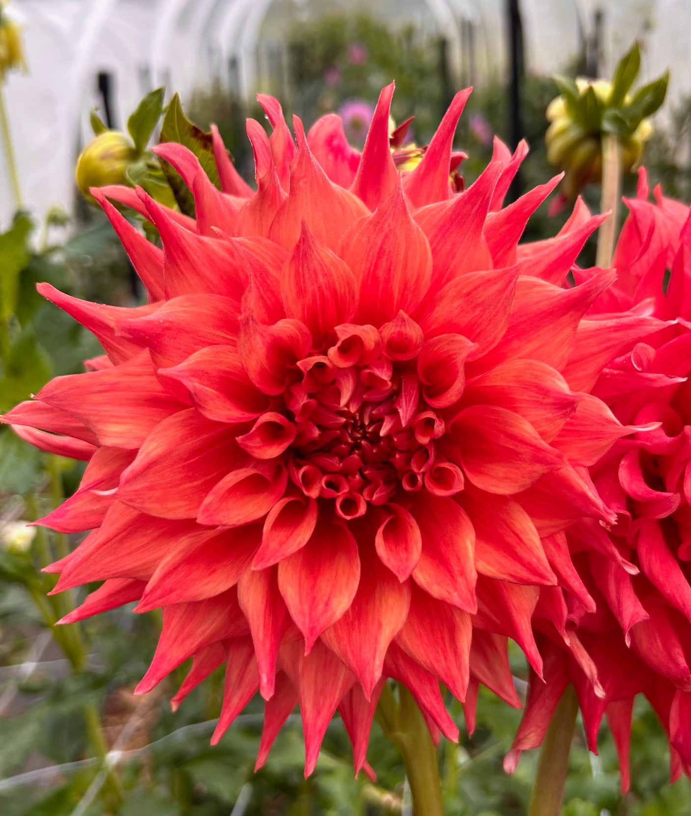 Zanzu Warrior - Dahlia Tuber