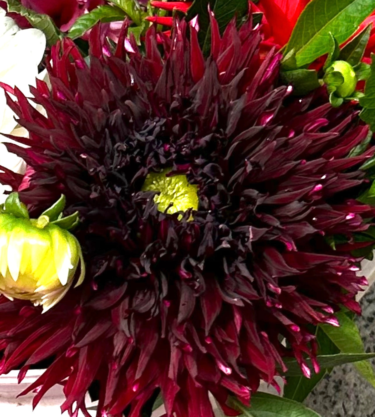 Black Macopa - Dahlia Tuber