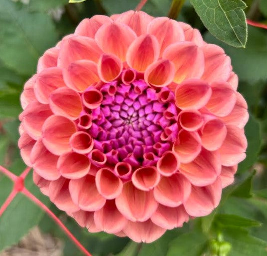 Breannon - Dahlia Tuber