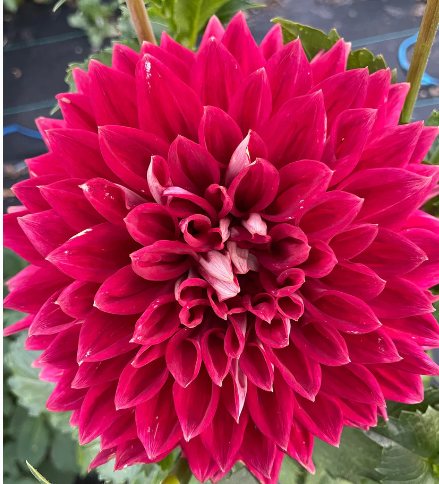 Devon Radiance - Dahlia Tuber