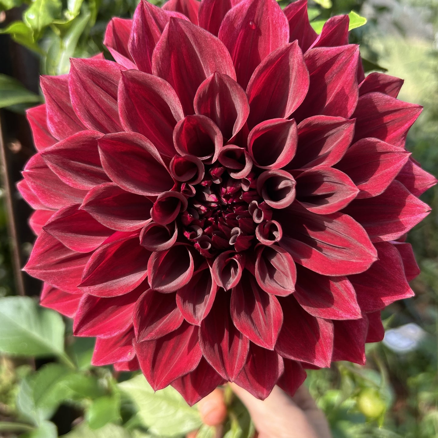 Thelma Maude - Dahlia Tuber