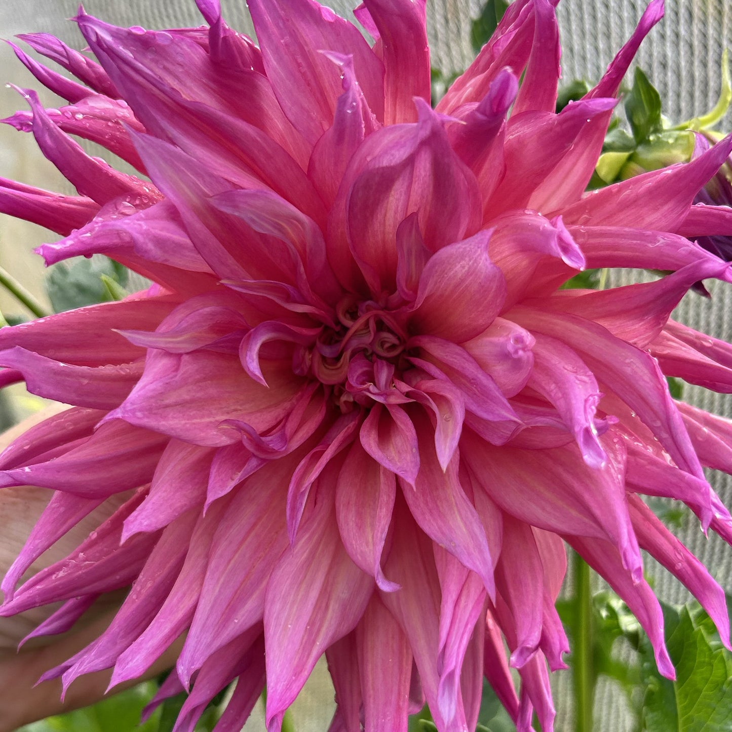 French Watermelon - Dahlia Tuber