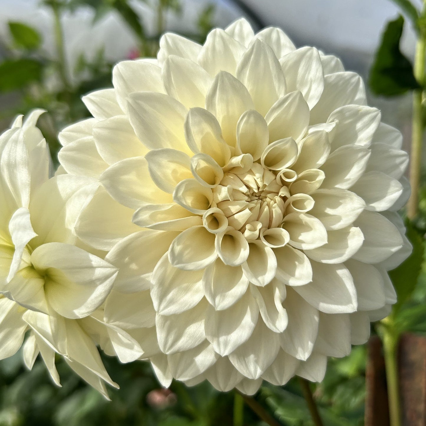 Goddess - Dahlia Tuber