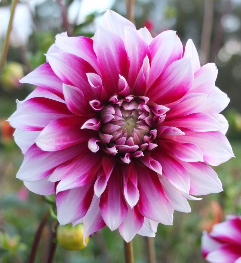 Helena  - Dahlia Tuber