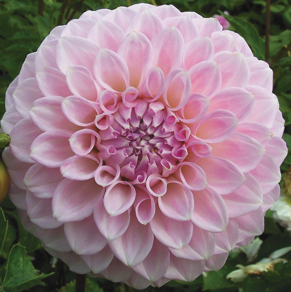 Marshmallow - Dahlia Tuber