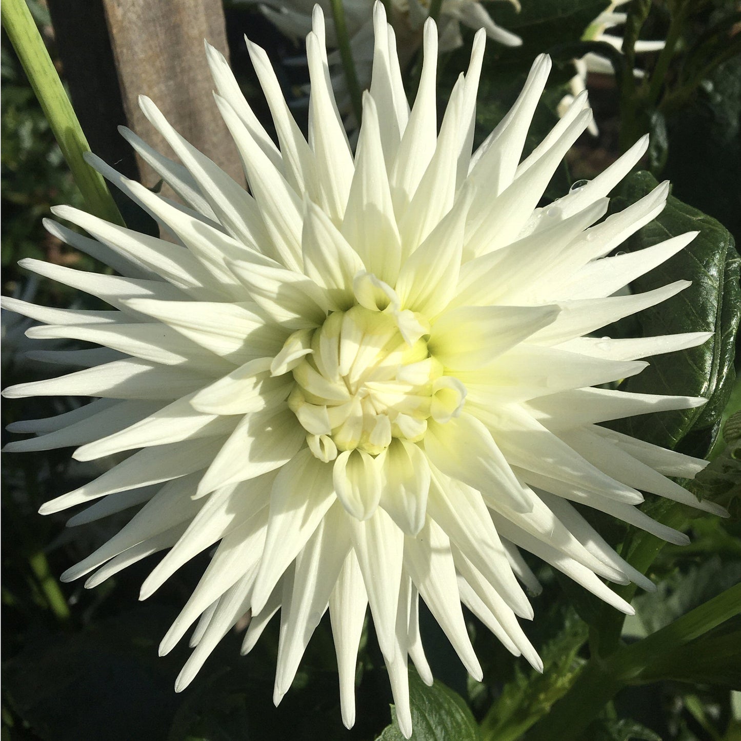 Monte Blanc - Dahlia Tuber