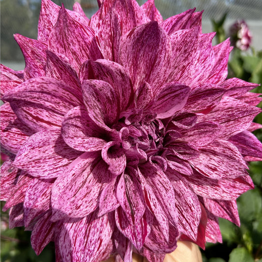 Samoan Prince - Dahlia Tuber