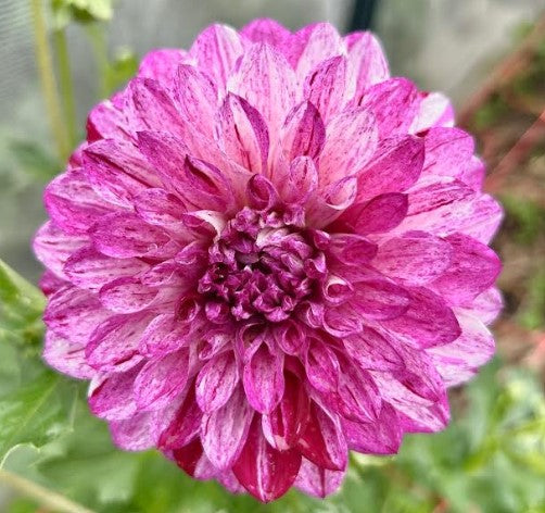 Wine Dot - Dahlia Tuber