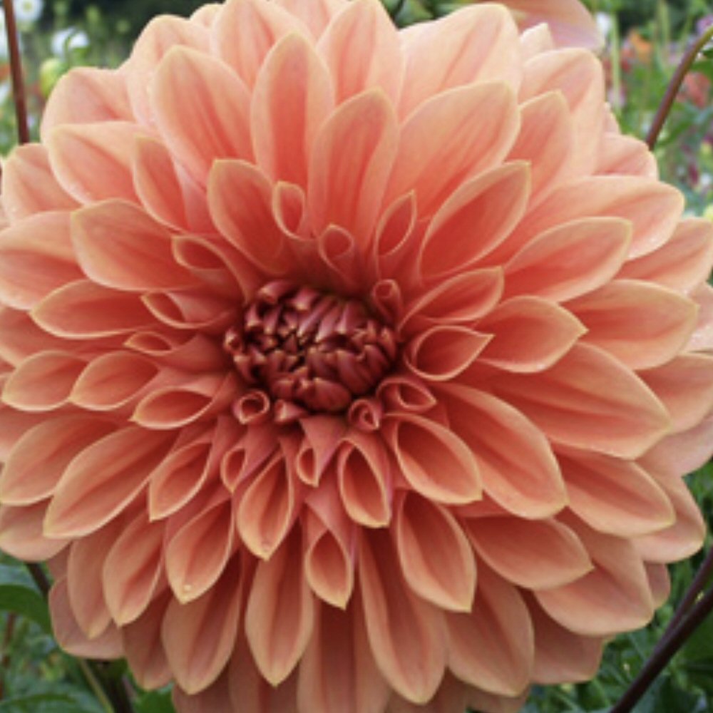 Winkie Whopper - Dahlia Tuber